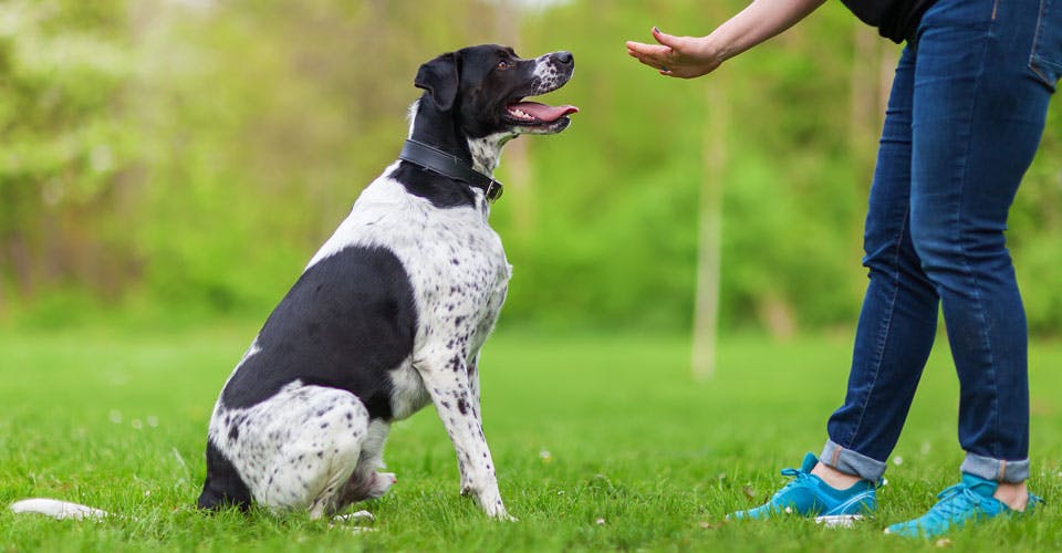 woman gives command to her dog