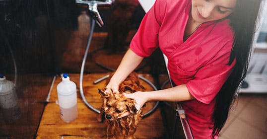 dog groomer cutting dog's hair